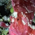 scorpionfish_leaf_ni_v_0019_pal0135.jpg